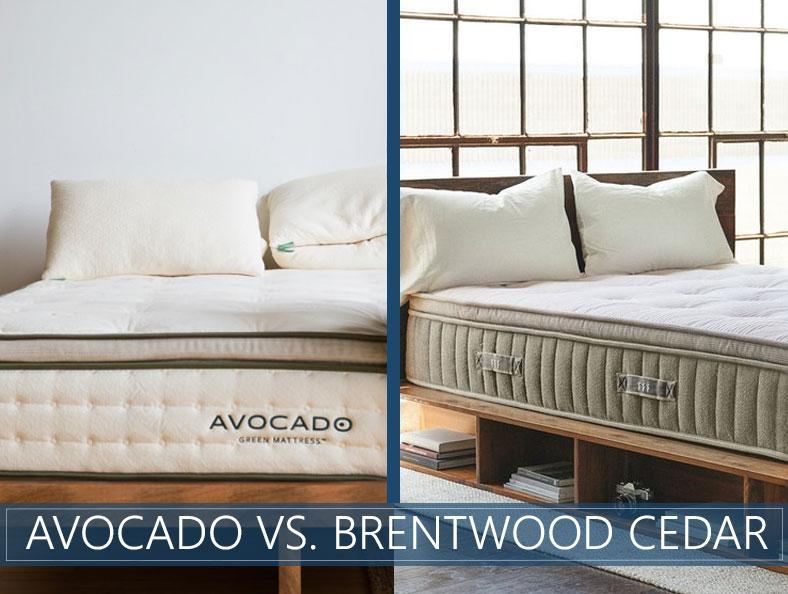 avocado-vs-brentwood-cedar.jpg