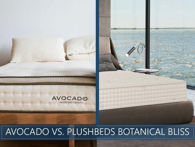 avocado-vs-plushbeds-1.jpg