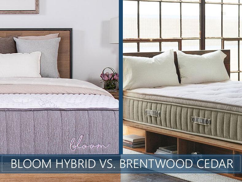 bloom-hybrid-vs-brentwood-cedar.jpg