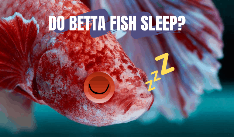 how-do-fish-sleep-2.png
