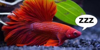 Do Fish Sleep? How Do Fish Know When It’s Bedtime?