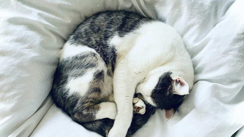 How Much Do Cats Sleep? Why Do Cats Sleep So Much?