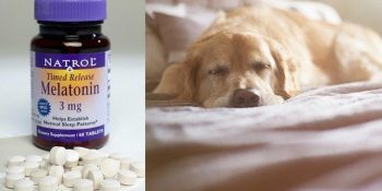 What Is Melatonin? Can You Give Dogs Melatonin?