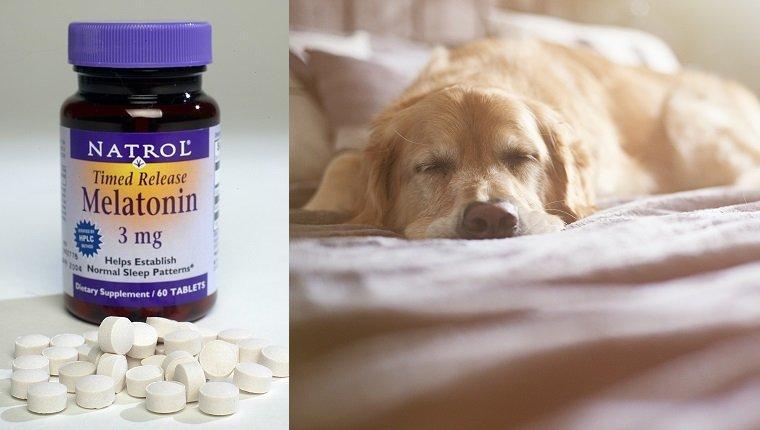 what-is-melatonin-can-you-give-dogs-melatonin.jpg