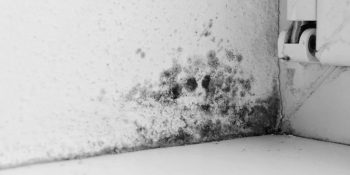 How To Get Rid of Mold in the Bedroom?