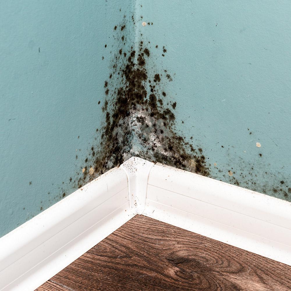 How to Get Rid of Black Mold