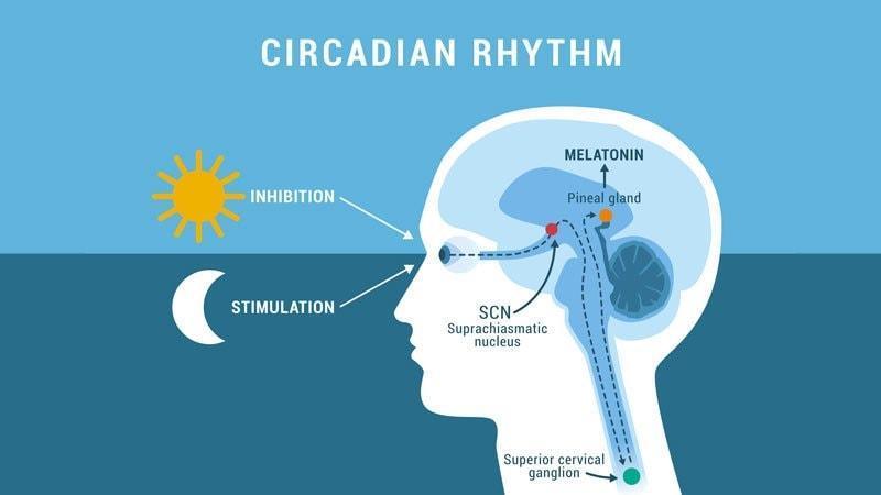 Circadian Rhythm Changes Linked to Future Parkinson's Risk