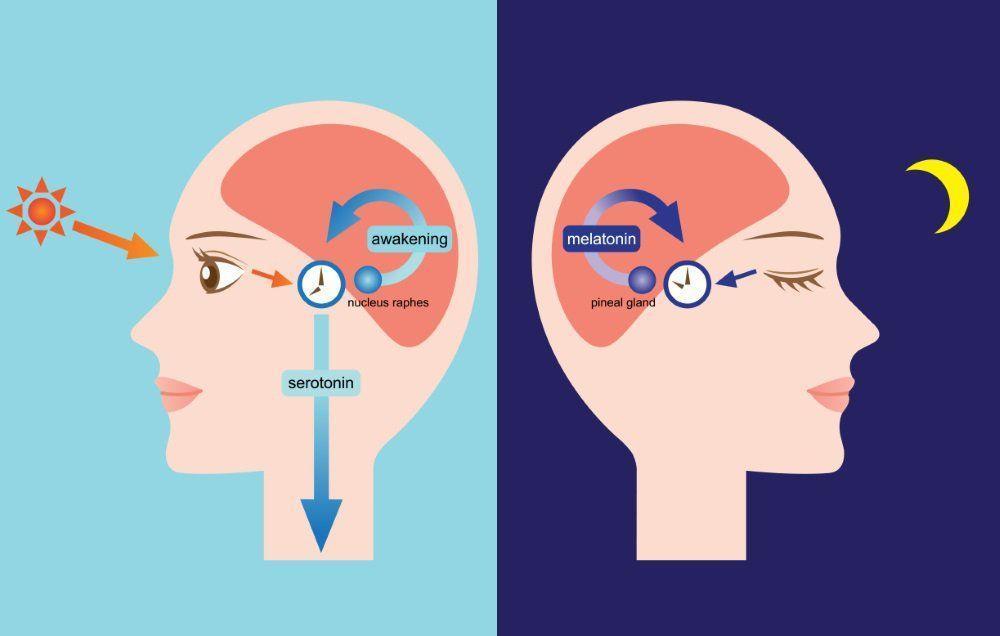 10 Things You Didn't Know About Your Circadian Rhythm | Prevention