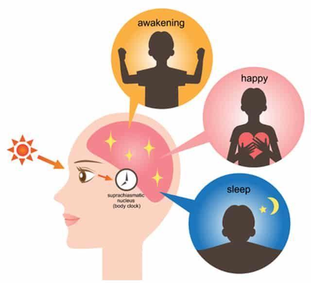 What Is Circadian Rhythm And Why Do You Need It? - The Sleep Judge