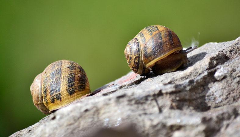 How Long Do Snails Really Sleep Per Day? | Sleep Advisor