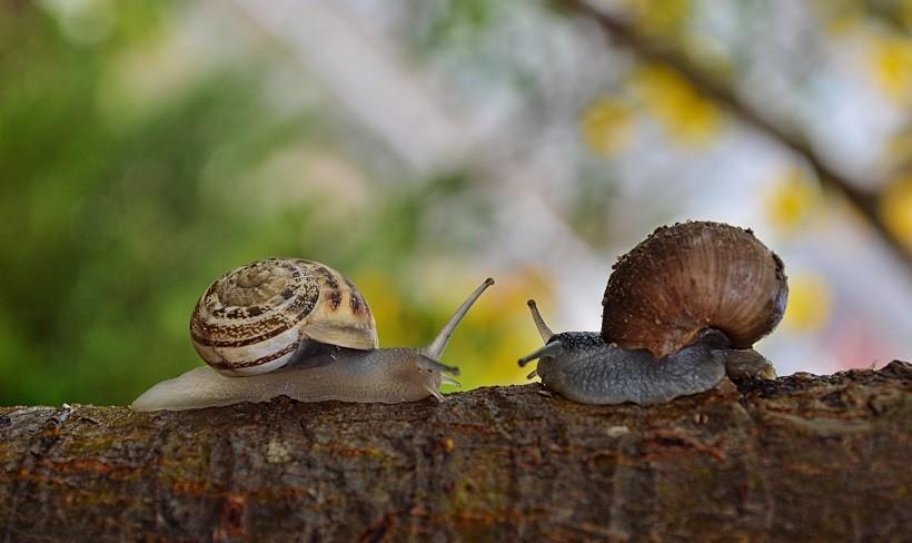 How Long Do Snails Sleep? Amazing Facts About Snails