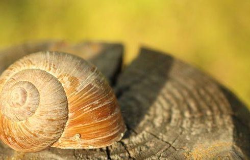 How Long Do Snails Sleep? Other Fun Facts about Snails