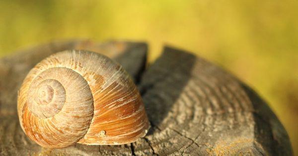 How Long Does a Snail Sleep? [Amazing Fact About Snails] | Snail, Fun facts, Pets