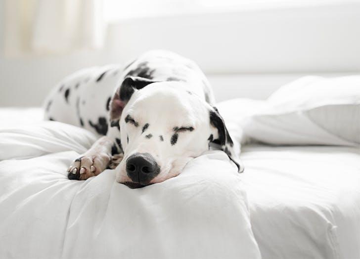 Is Your Dog Getting Enough Sleep? - PureWow