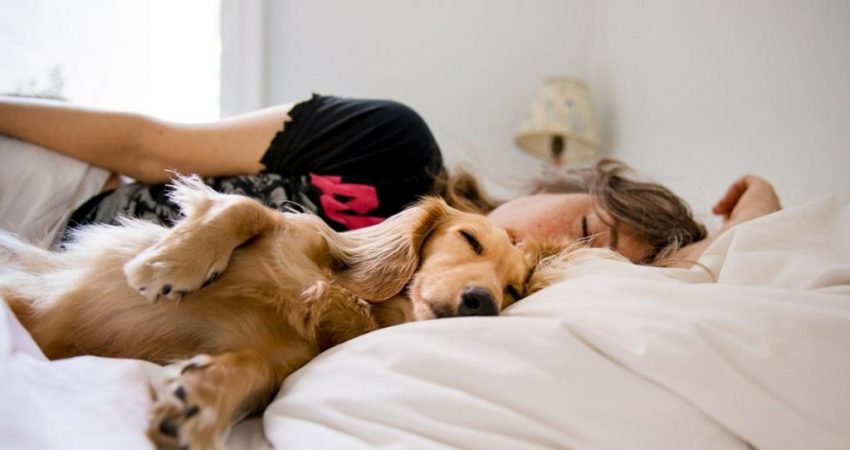 How Much Do Dogs Sleep? Signs Your Dog Isn’t Sleeping Enough