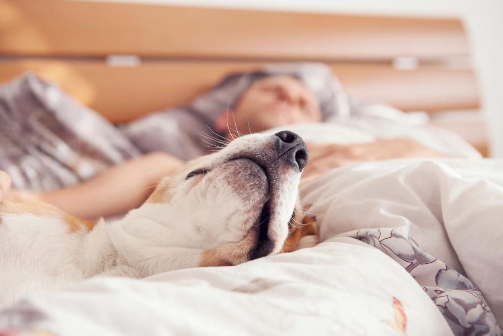 How Much Sleep Your Dog Needs | Sleep Foundation
