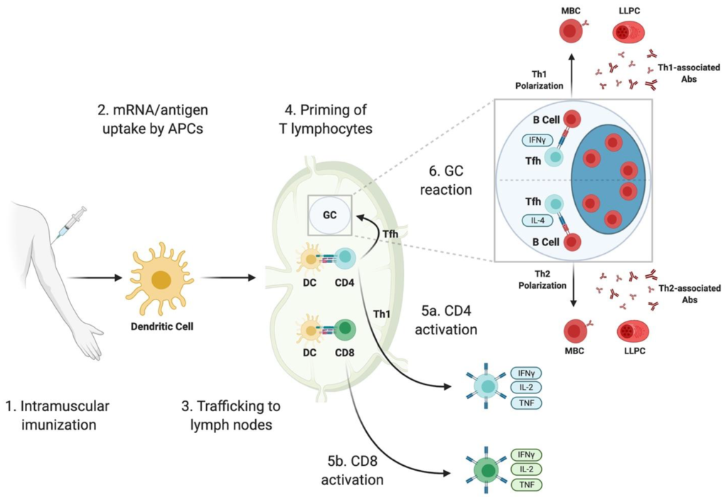 How Effective Are COVID-19 Vaccines in Immunocompromised People?