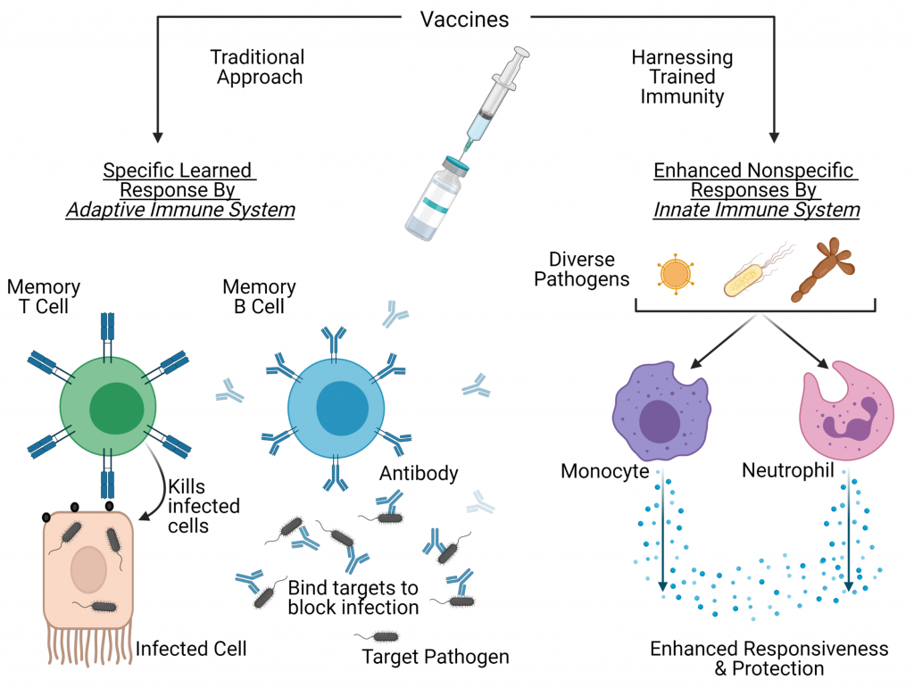 Exploiting nonspecific effects and innate immune memory for greater vaccine protection — Bactivax