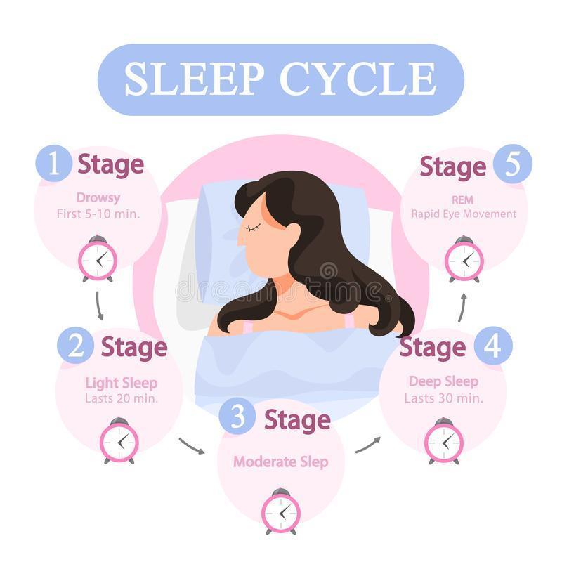 Sleep Cycle Stock Illustrations – 875 Sleep Cycle Stock Illustrations, Vectors & Clipart - Dreamstime