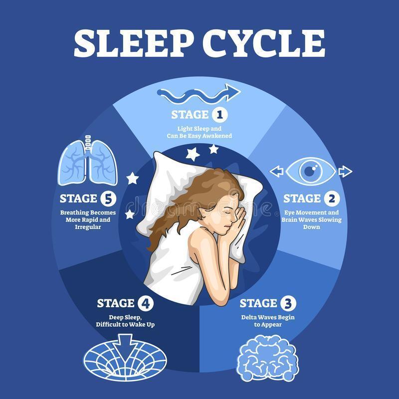 Sleep Cycle with Labeled Night Stages and Phases Description Outline Diagram Stock Vector - Illustration of biological, phase: 214611327