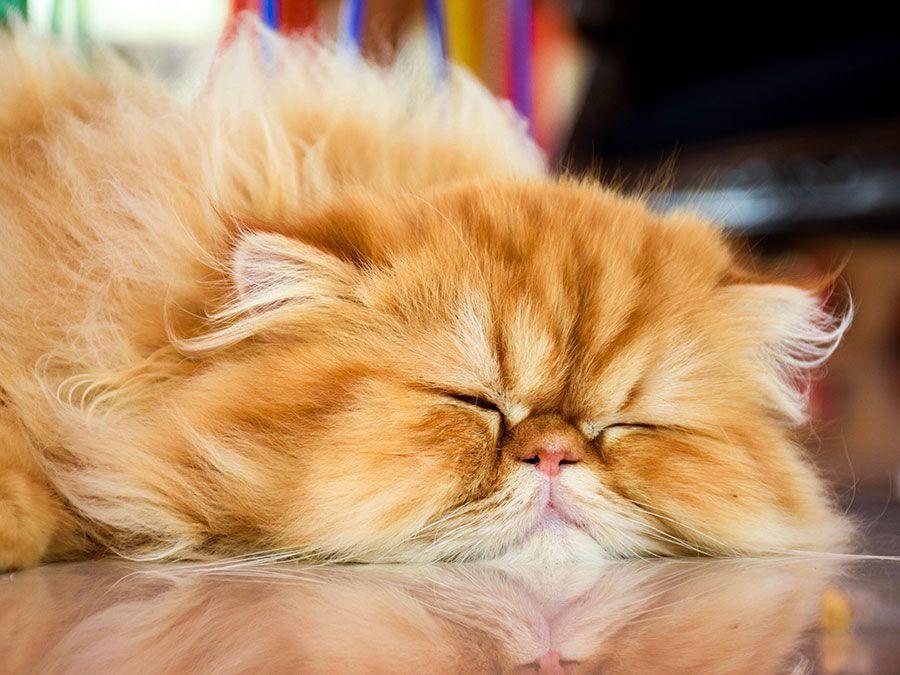 Why Do Cats Sleep So Much? | Britannica