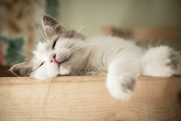 Why Do Cats Sleep So Much? 5 Facts About Sleeping Cats - Catster