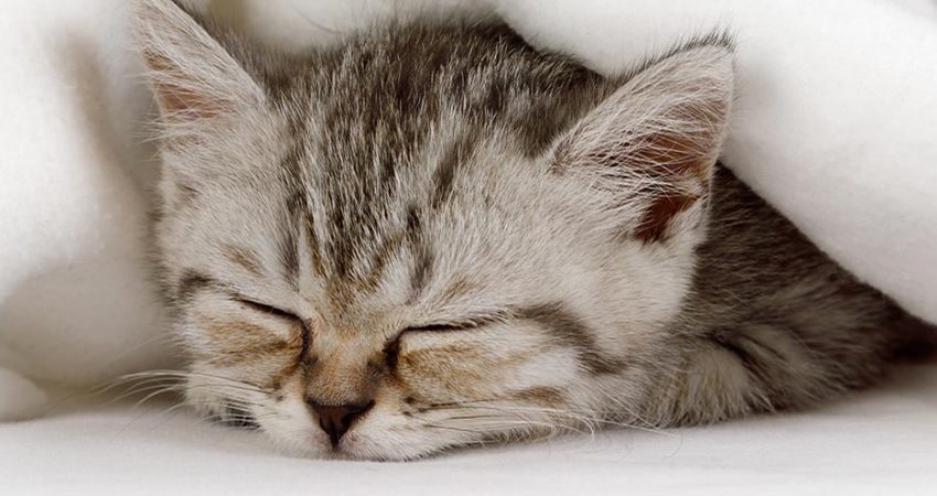 Why Do Cats Sleep So Much? Comprehensive Guide