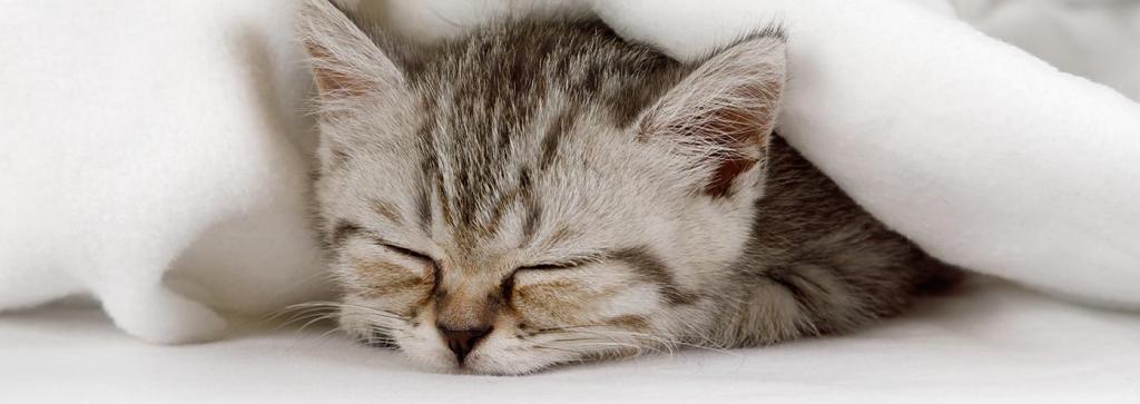 Why Do Cats Sleep So Much? | Saatva