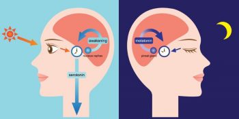 What Is Circadian Rhythm? What Controls Circadian Rhythms?