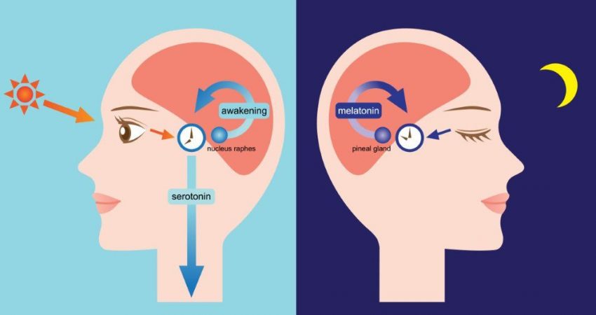 What Is Circadian Rhythm? What Controls Circadian Rhythms?