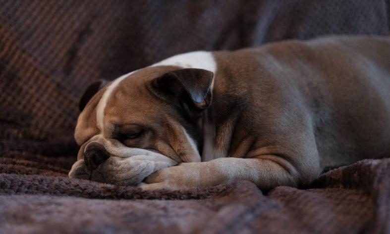 a bulldog is sleeping on the bed